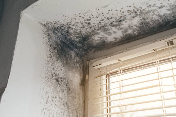 Affordable Mold Inspection And Testing solutions in Libertyville, IL